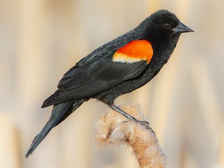 Macho em reprodução (Red-winged) - Connor Charchuk - ML306392131