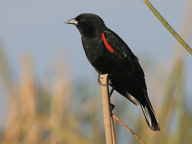 Enjoy the Red-Winged Blackbird Show