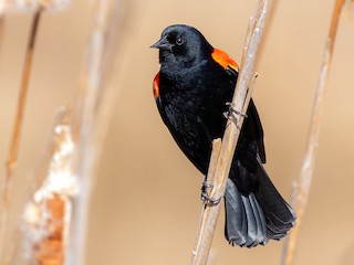 Macho reproductivo (Red-winged) - Brad Imhoff - ML306393661
