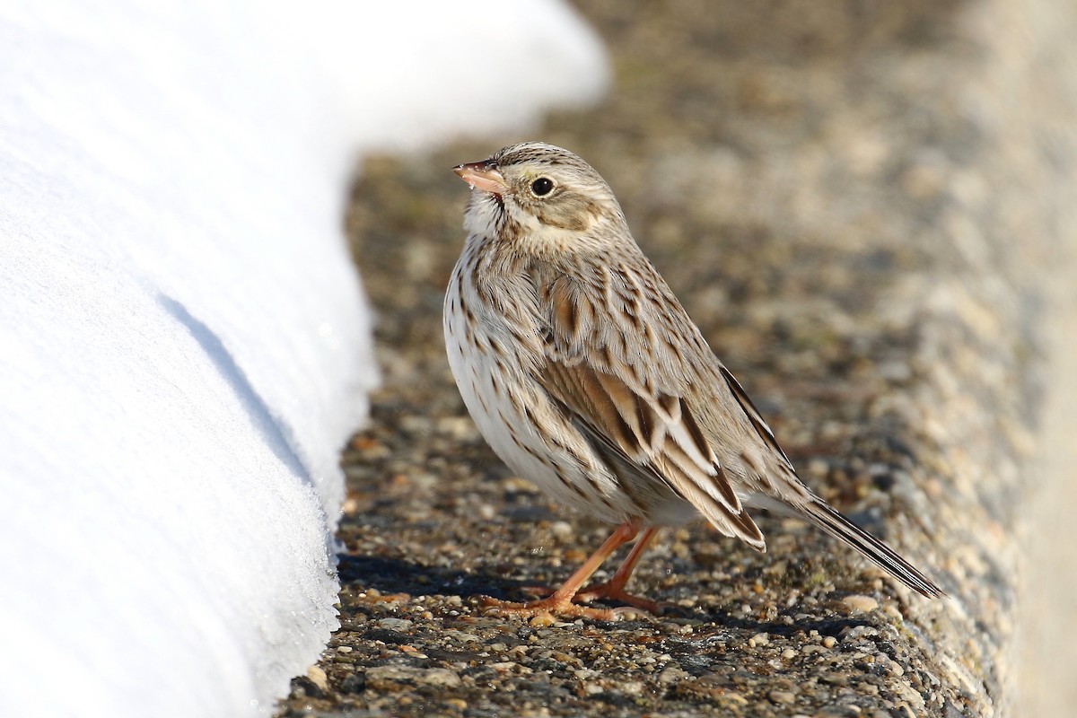 Savannah Sparrow (Ipswich) - David Forsyth