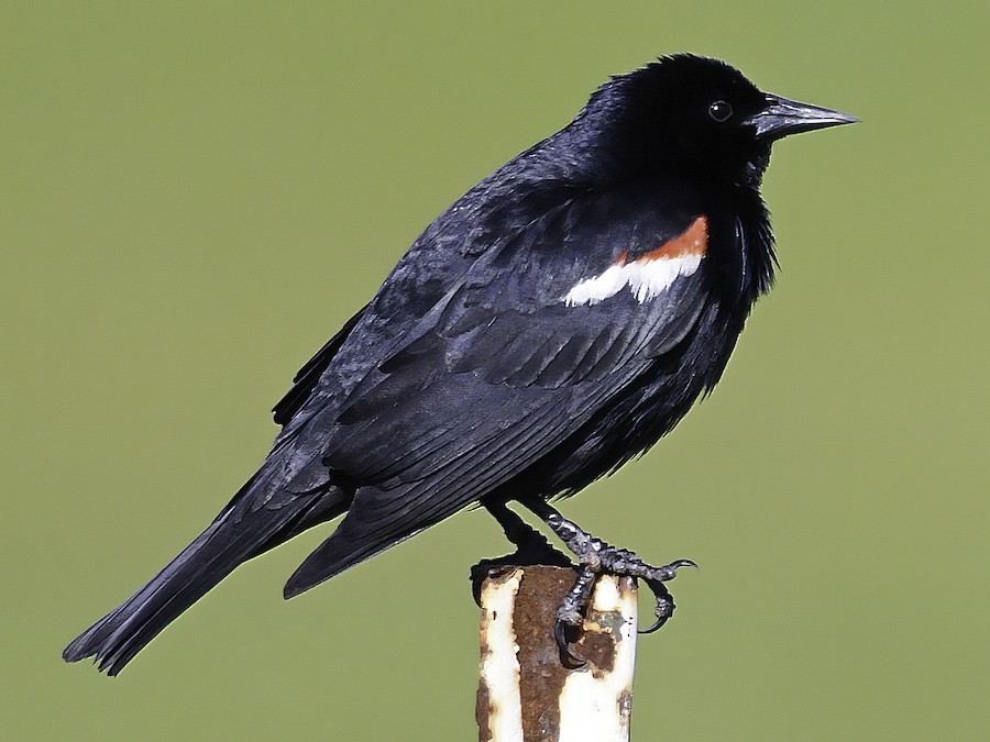 Sargento tricolor - eBird