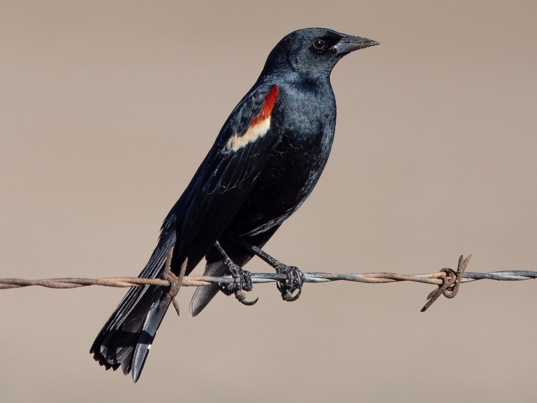 Tricolored Blackbird - Paul Fenwick