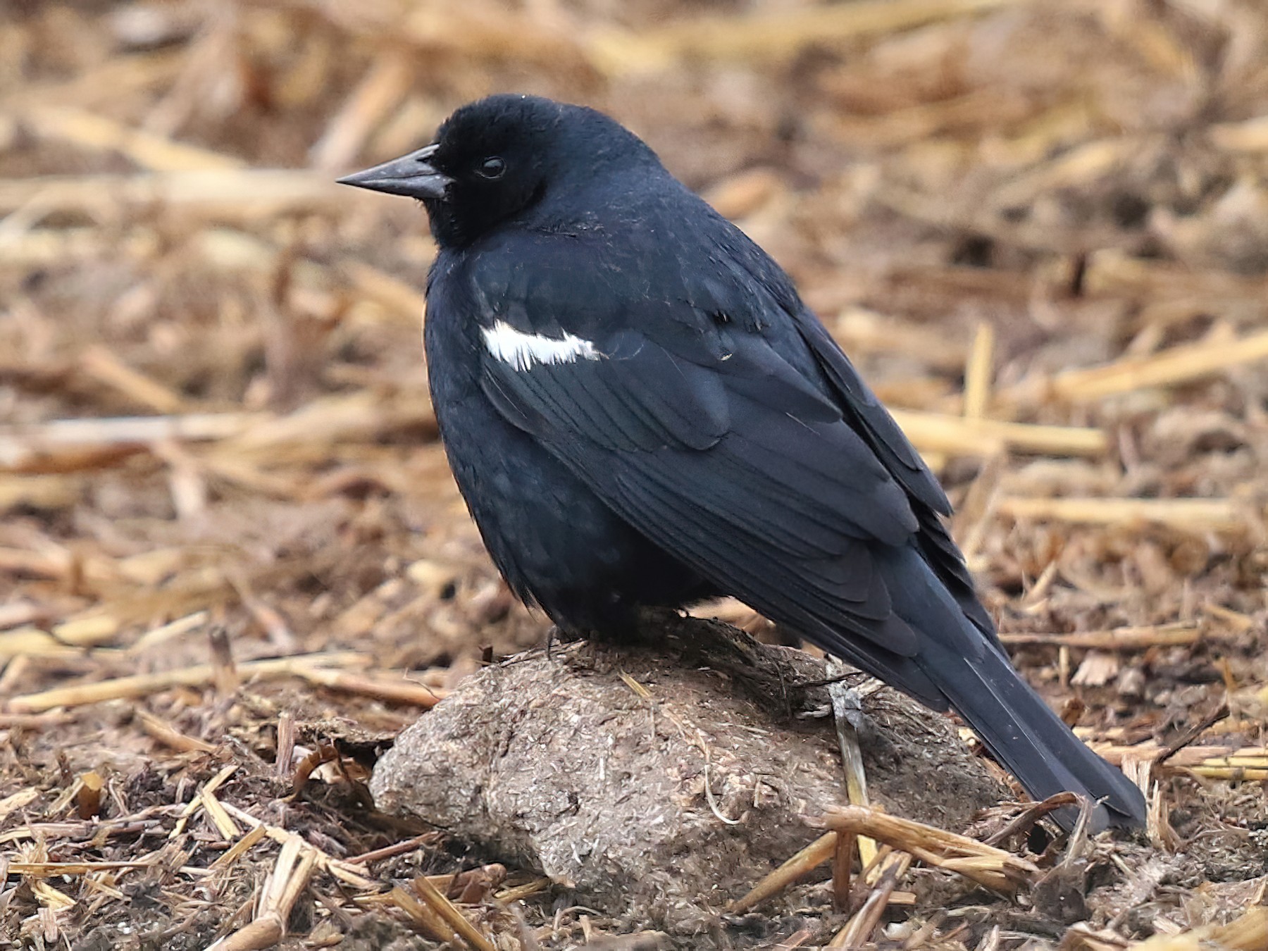 Tricolored Blackbird - Bob Friedrichs