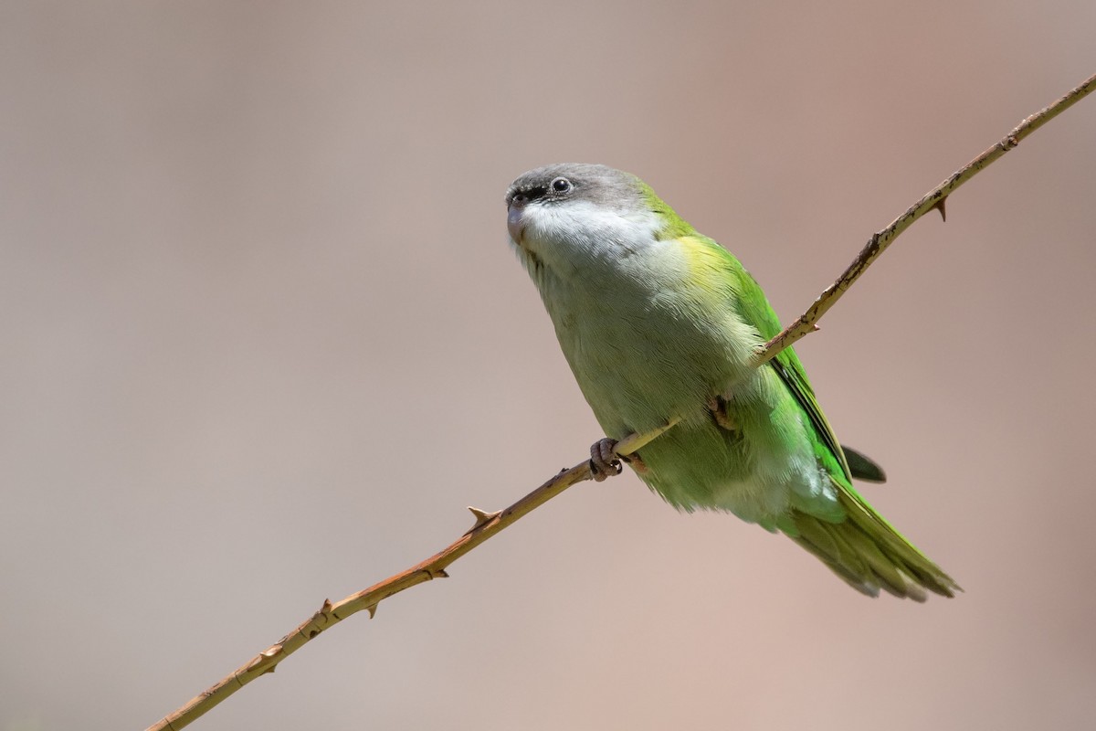 Gray-hooded Parakeet - Pablo Re