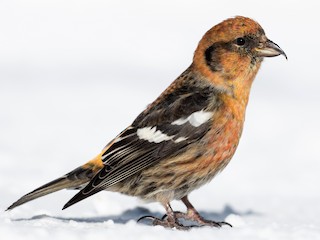  - White-winged Crossbill