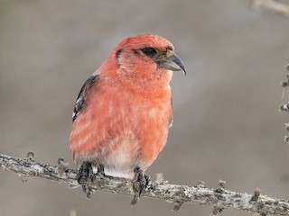  - White-winged Crossbill