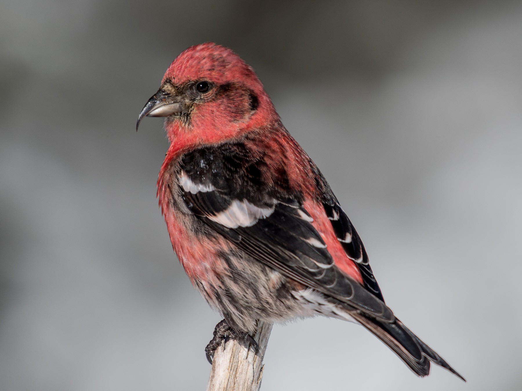 White-winged Crossbill - Simon Boivin