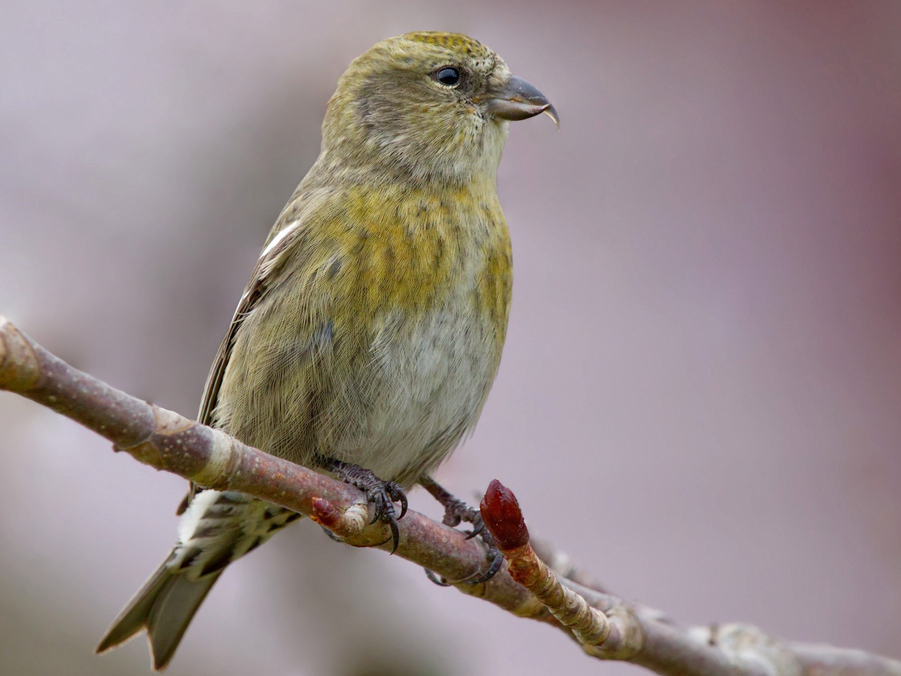 White-winged Crossbill - Zane Shantz