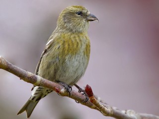  - White-winged Crossbill