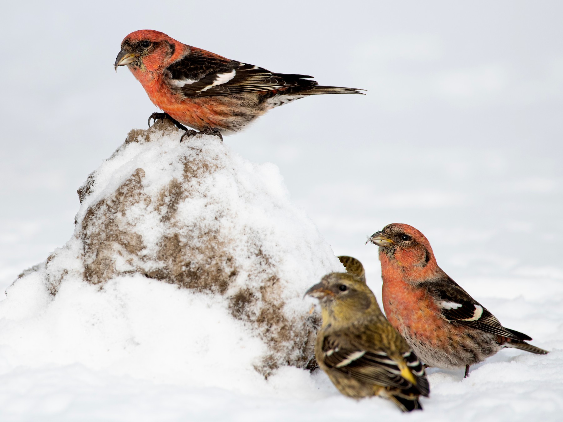 White-winged Crossbill - Matthew Bell