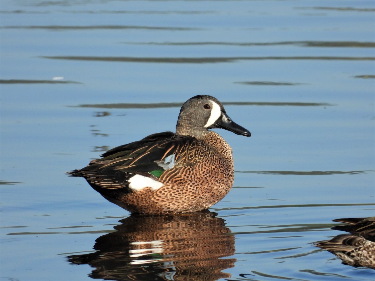 Blue-winged Teal - ML306400861