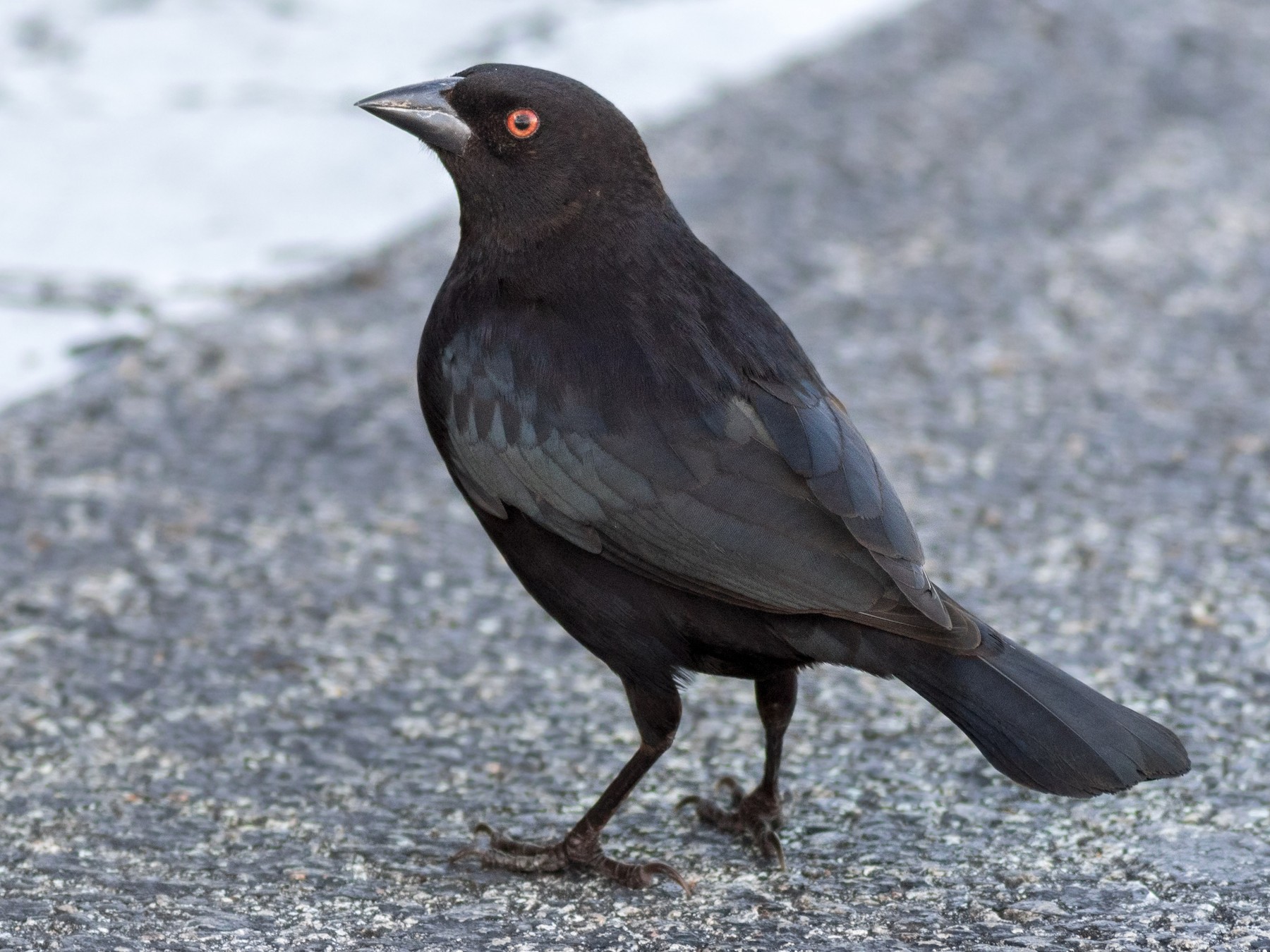 Bronzed Cowbird - Davey Walters