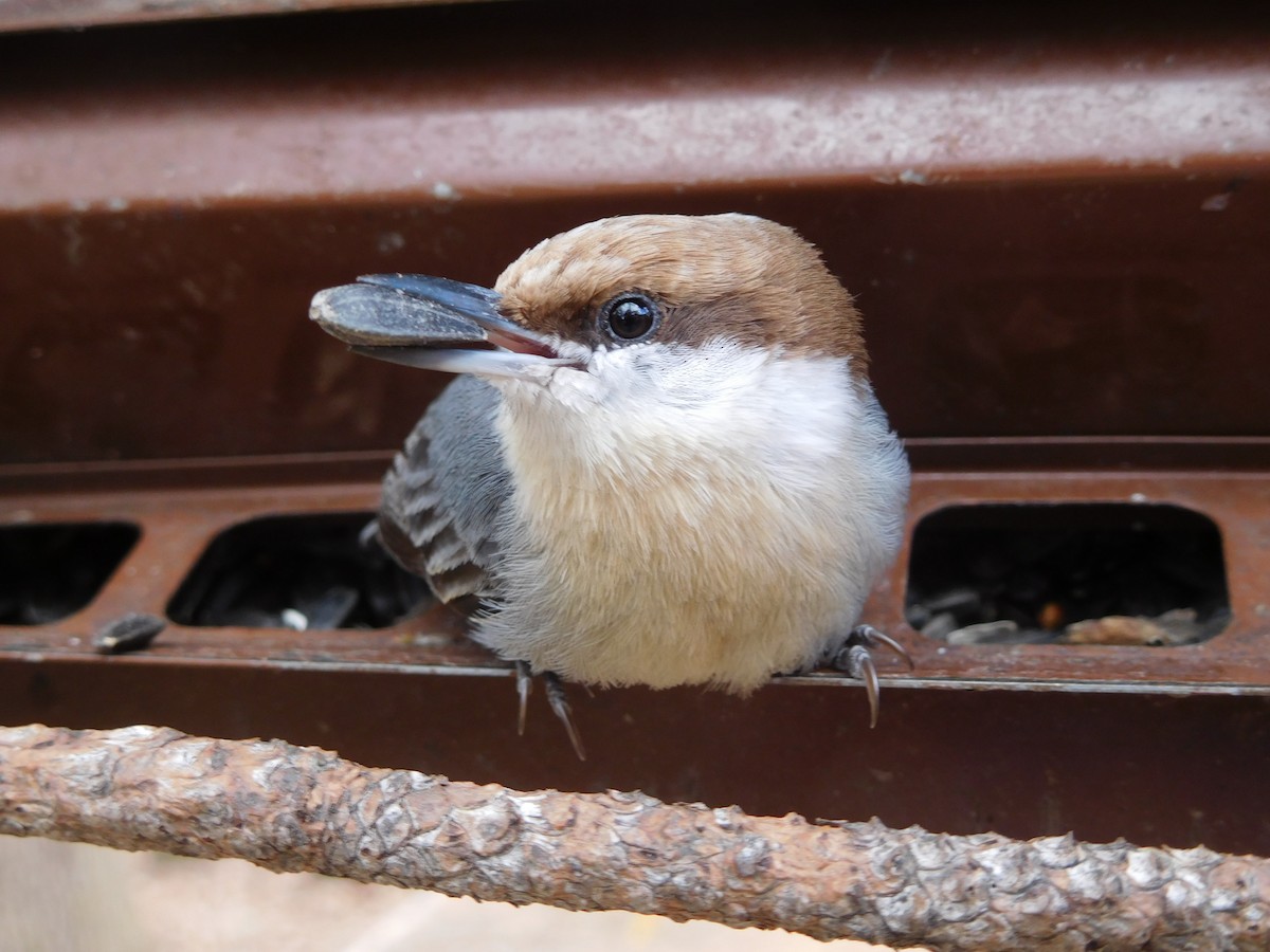 Brown-headed Nuthatch - ML30640371