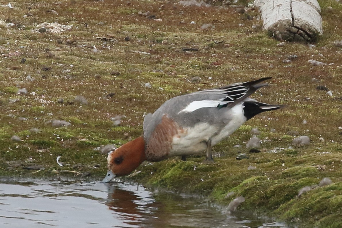 Eurasian Wigeon - Roly Pitts