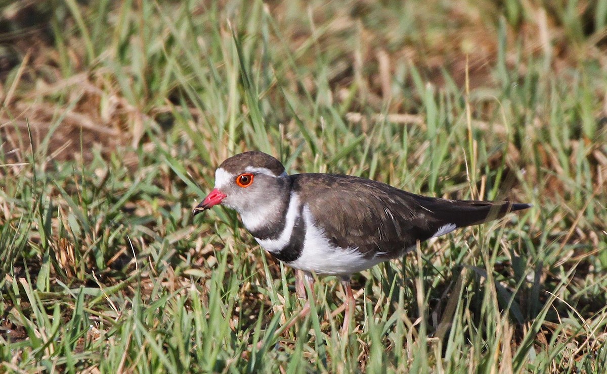 Three-banded Plover - ML306406121