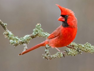 Cardinal bird