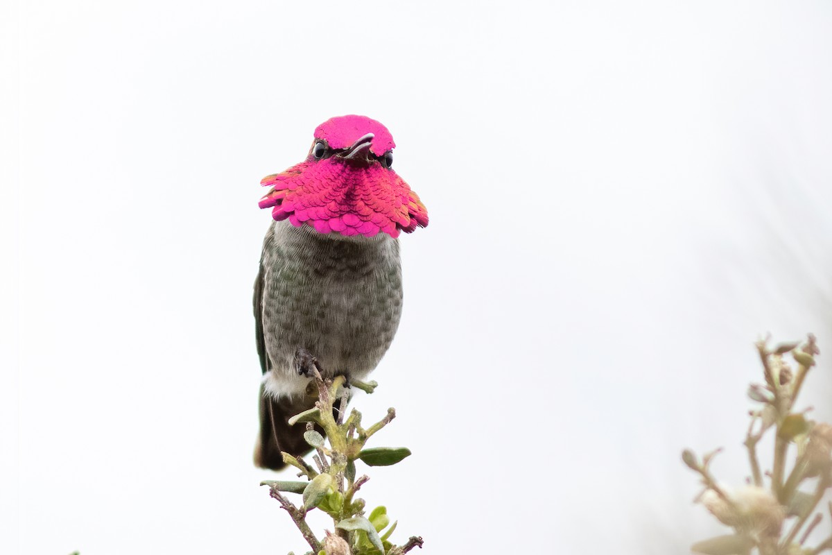 Anna's Hummingbird - John C Sullivan
