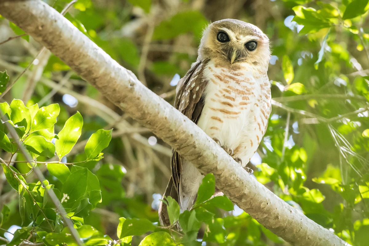 White-browed Owl - ML306413741