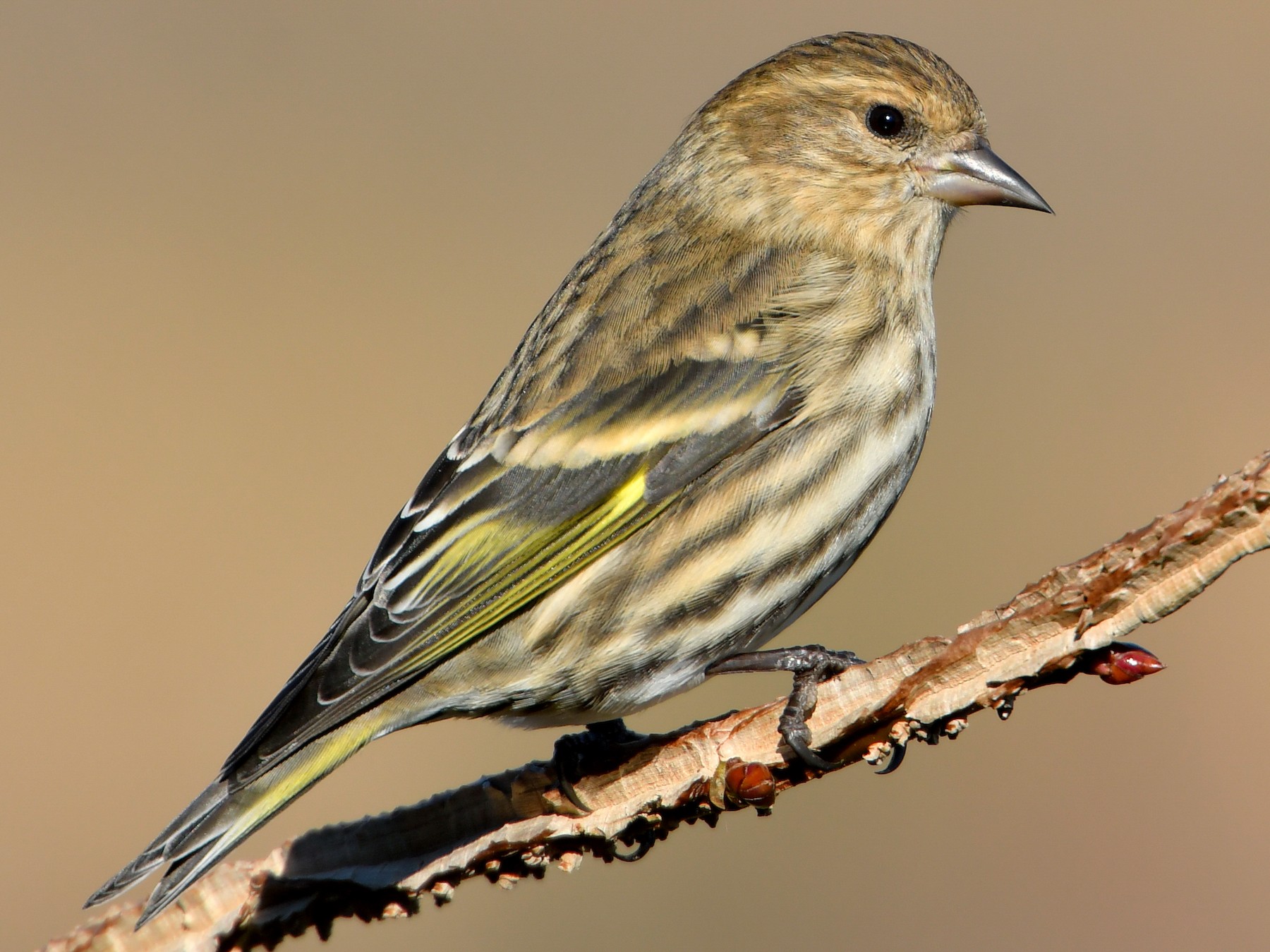 Pine Siskin - eBird