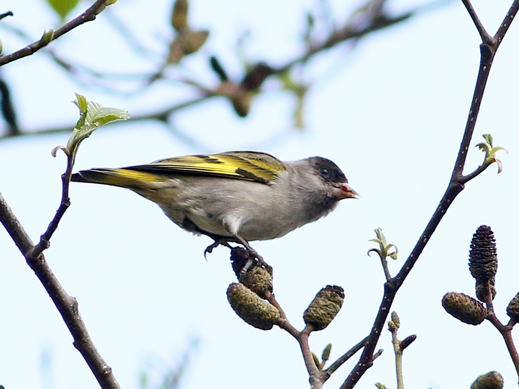 Pine Siskin - Andrew Spencer