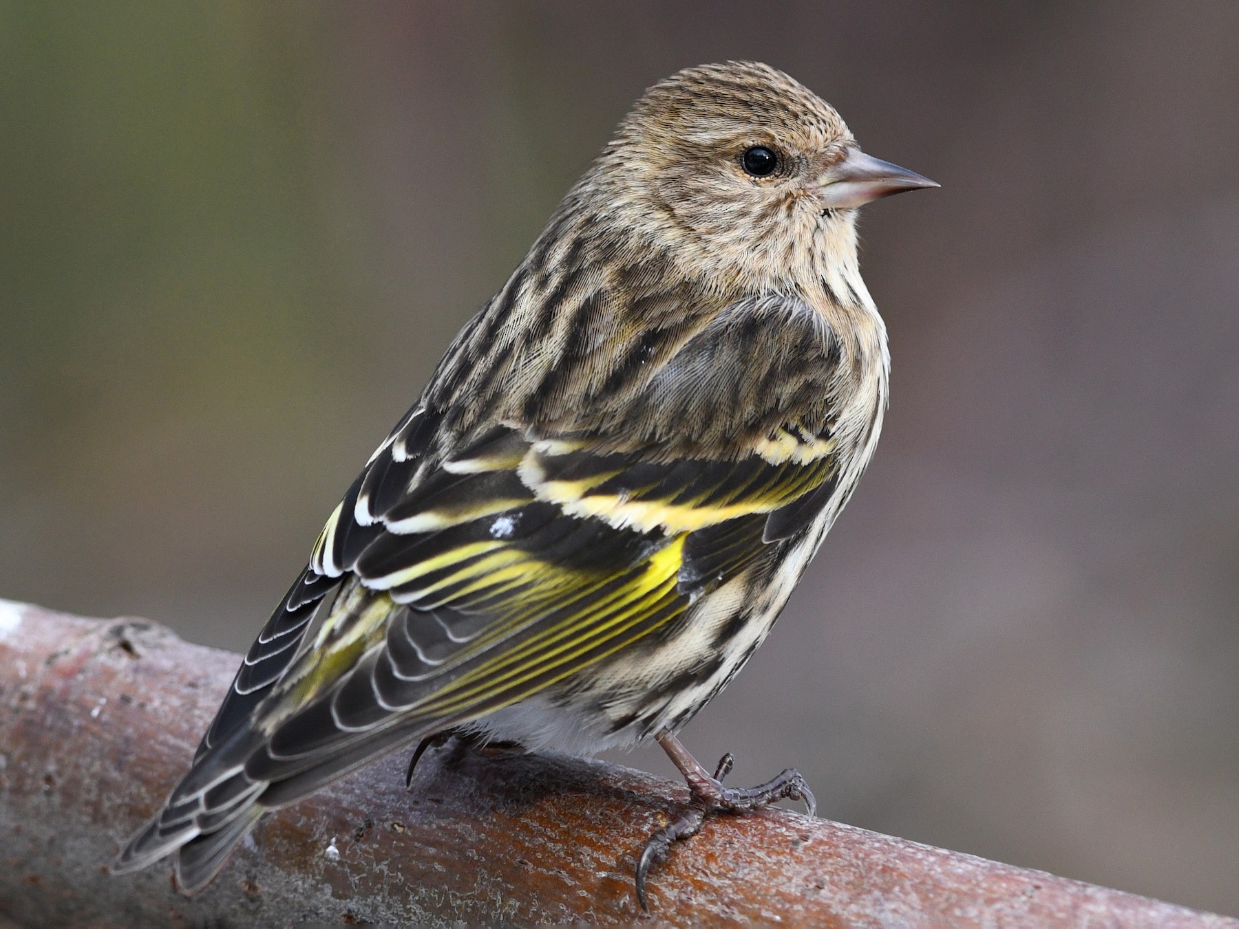 Pine Siskin - David M. Bell