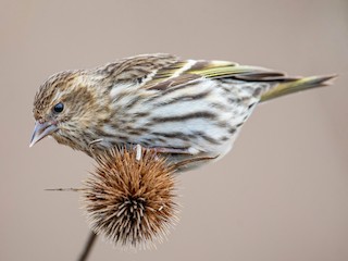 Adult (Northern) - Mason Maron - ML306421981