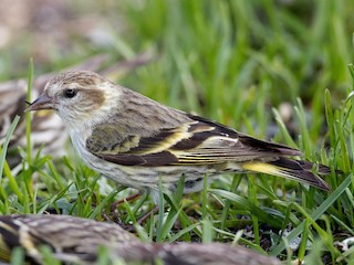 成鳥 (green morph) - Ian Davies - ML306422031