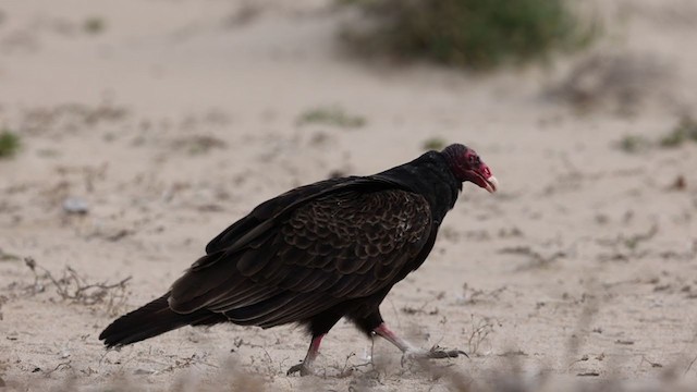 Turkey Vulture - ML306428011