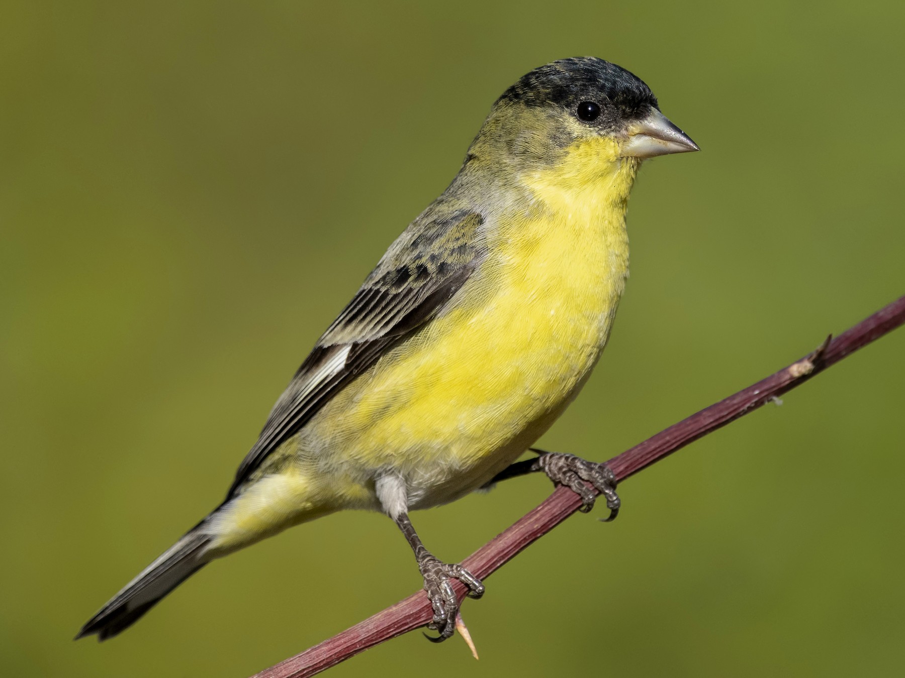 Lesser Goldfinch - Sharif Uddin