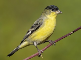  - Lesser Goldfinch