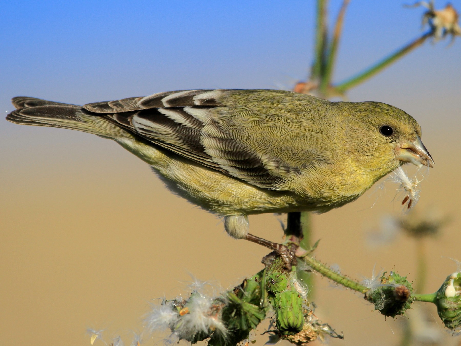 Lesser Goldfinch - eBird