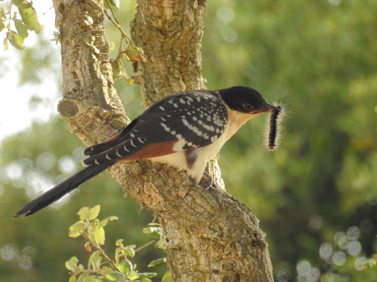 Great Spotted Cuckoo - Daniel Raposo 🦅