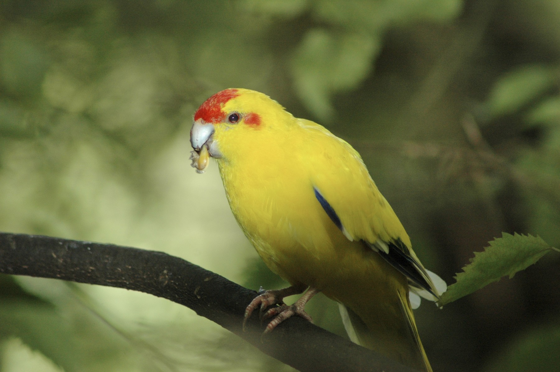 オウム目 インコ科 小さな種 Ebird