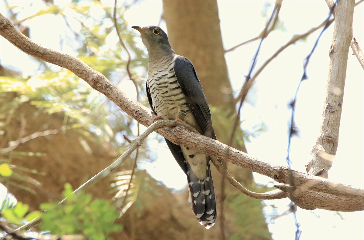 Madagascar Cuckoo - ML306433201