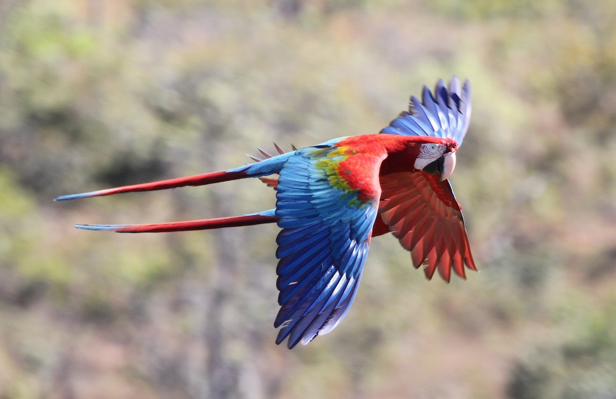 Red-and-green Macaw - ML306434831