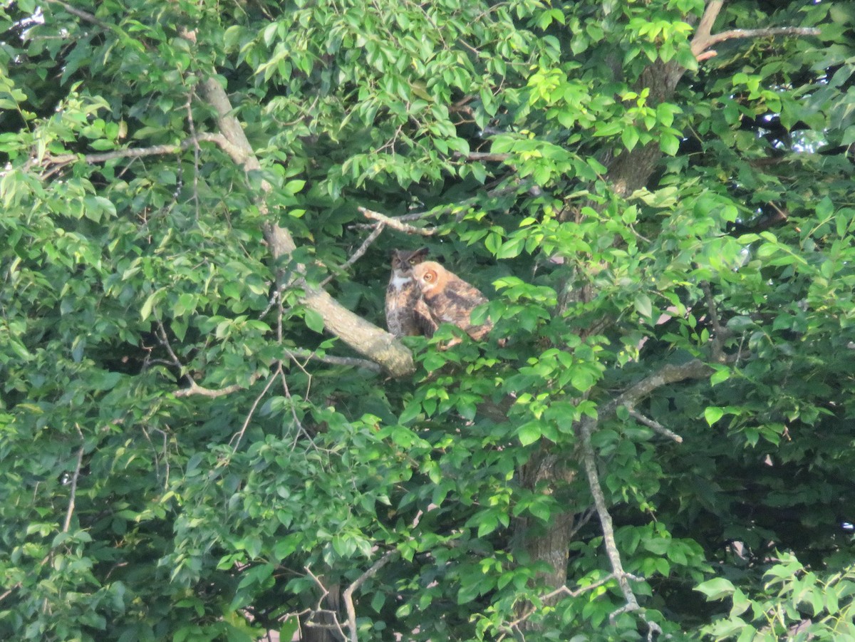 Great Horned Owl - ML30643621