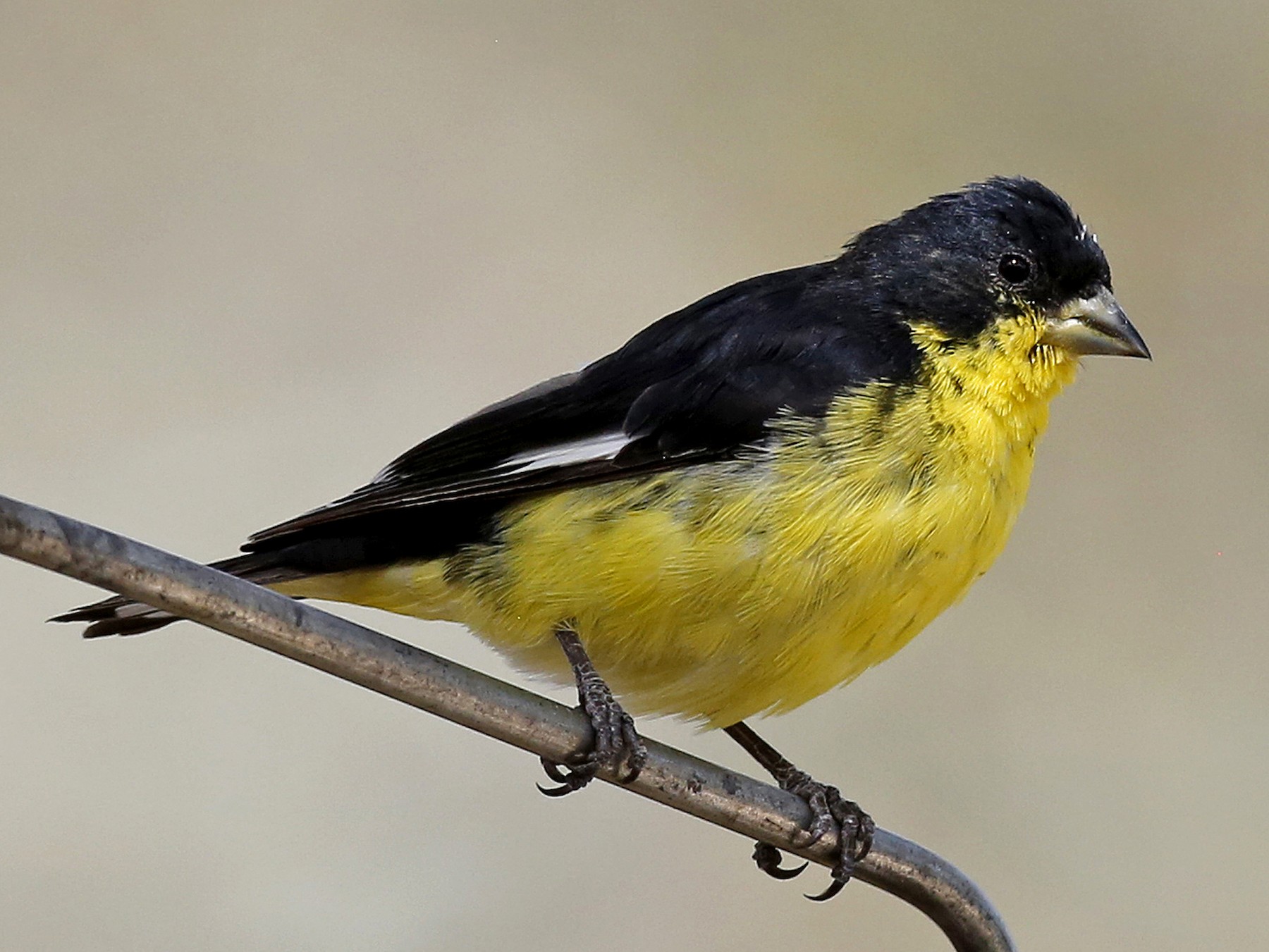 Lesser Goldfinch - Laura Keene