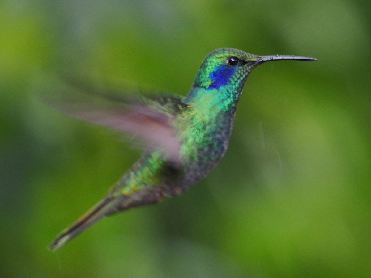 kolibřík modrouchý - ML306438151