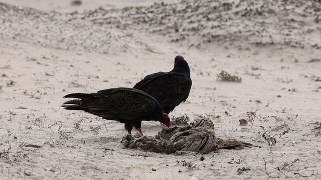 Turkey Vulture - ML306440771