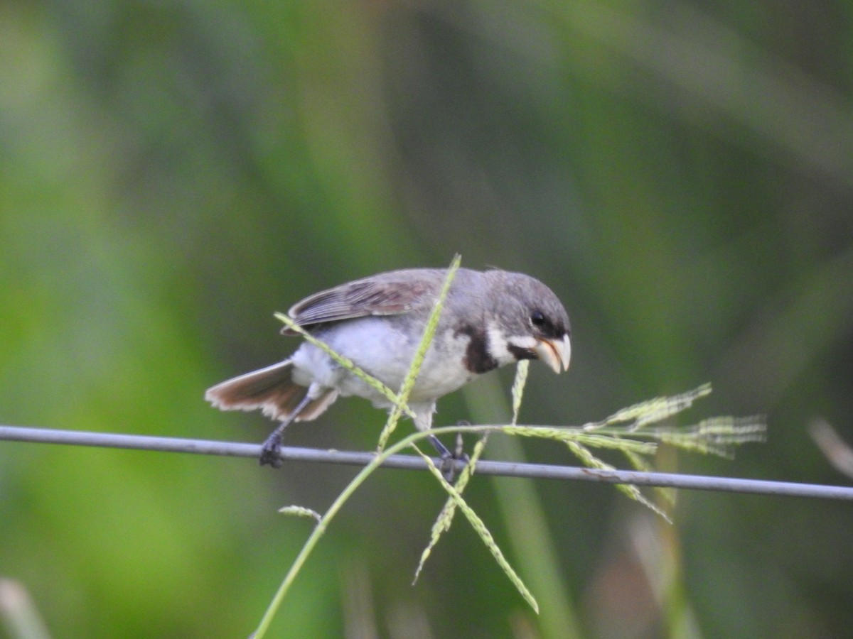 Double-collared Seedeater - ML306442741