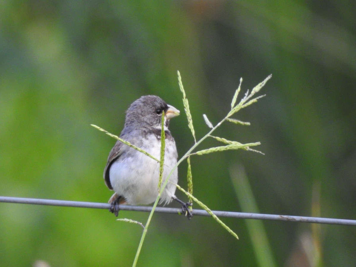 Double-collared Seedeater - ML306442751