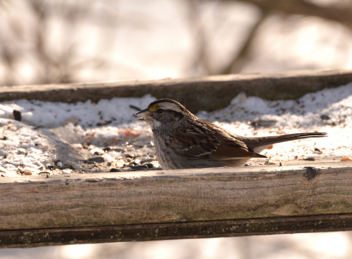 White-throated Sparrow - John Cree
