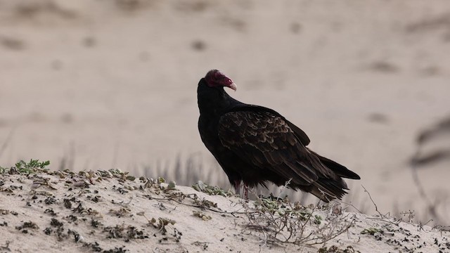 Turkey Vulture - ML306446011
