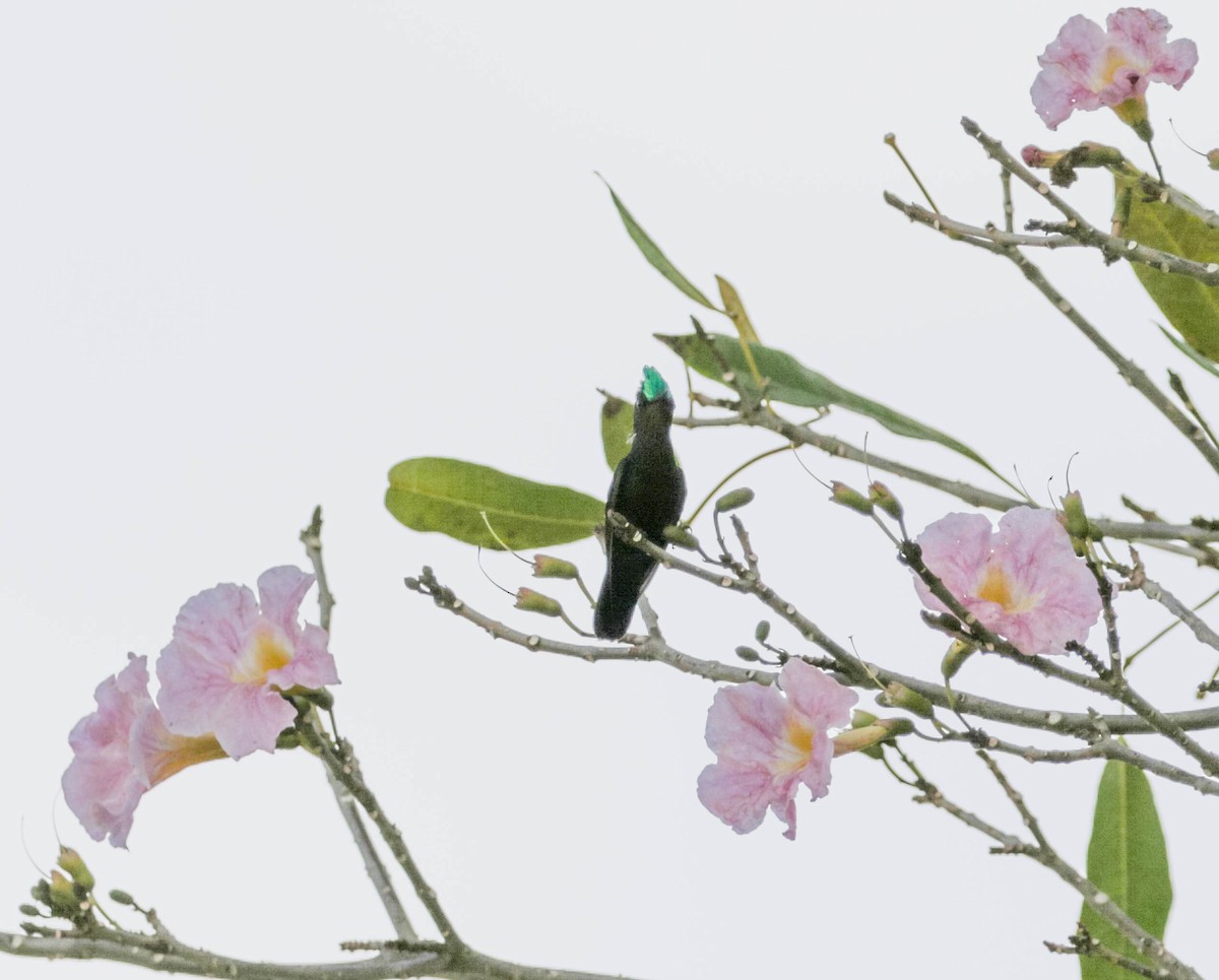 Antillean Crested Hummingbird - ML306446361