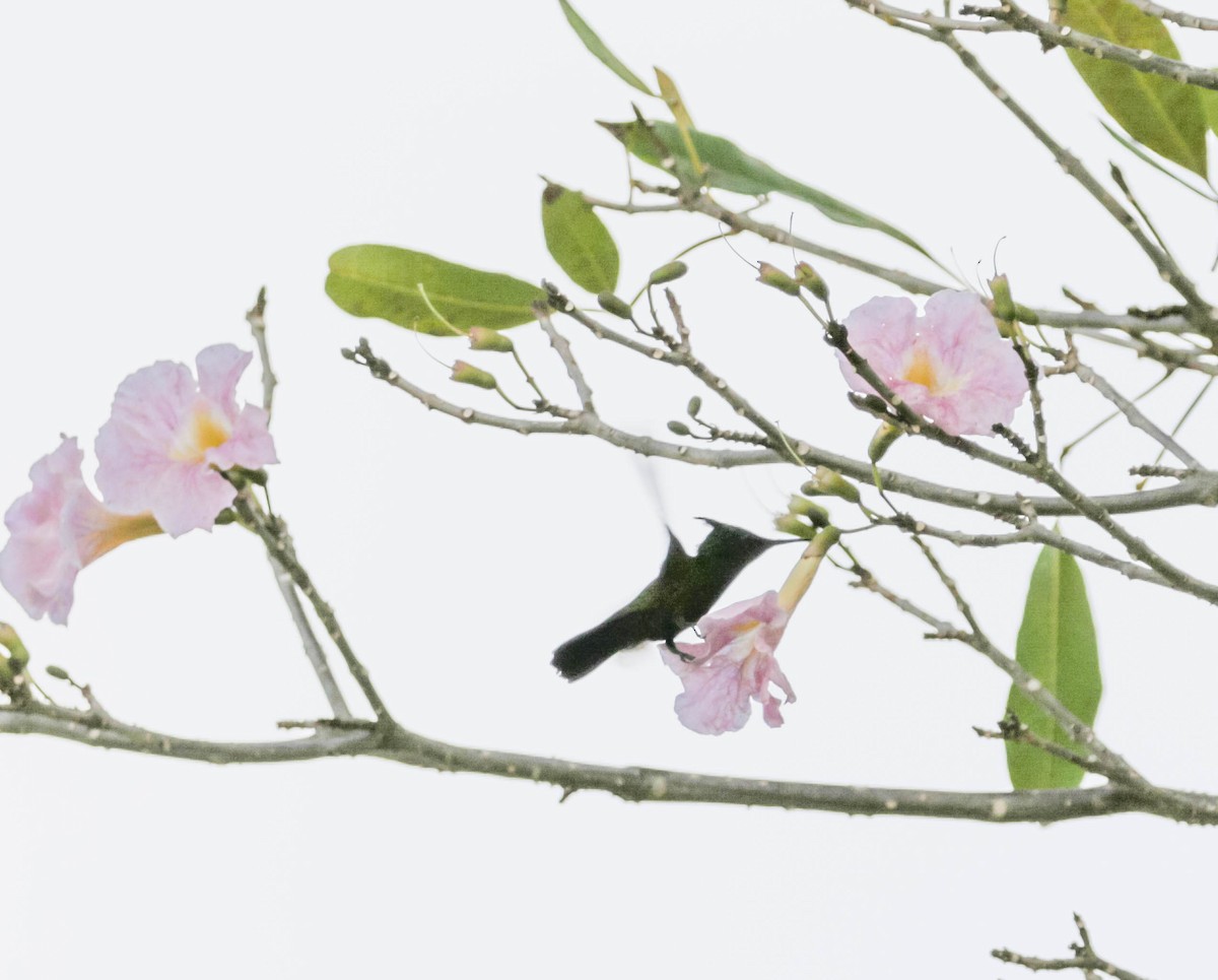 Antillean Crested Hummingbird - ML306446561