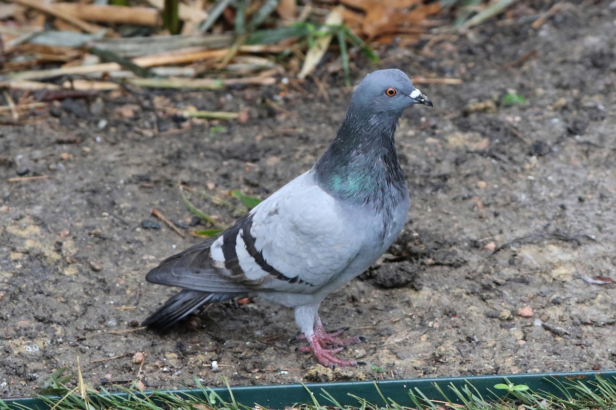 Rock Pigeon (Feral Pigeon) - ML306446591
