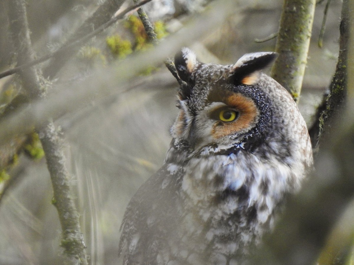 Long-eared Owl - ML306450451
