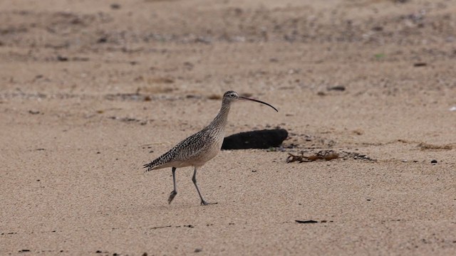 Long-billed Curlew - ML306453801