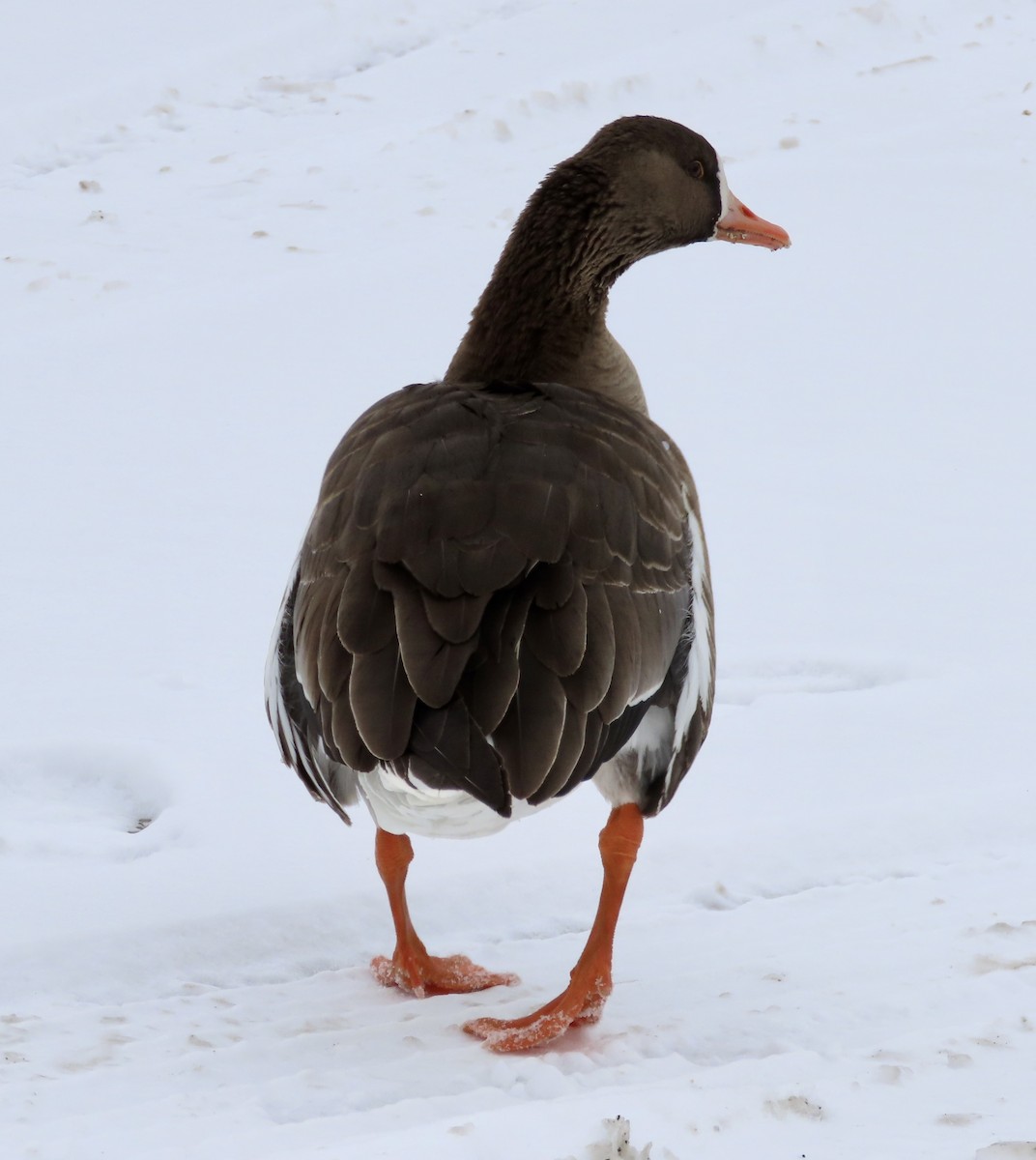 Greater White-fronted Goose - ML306457951