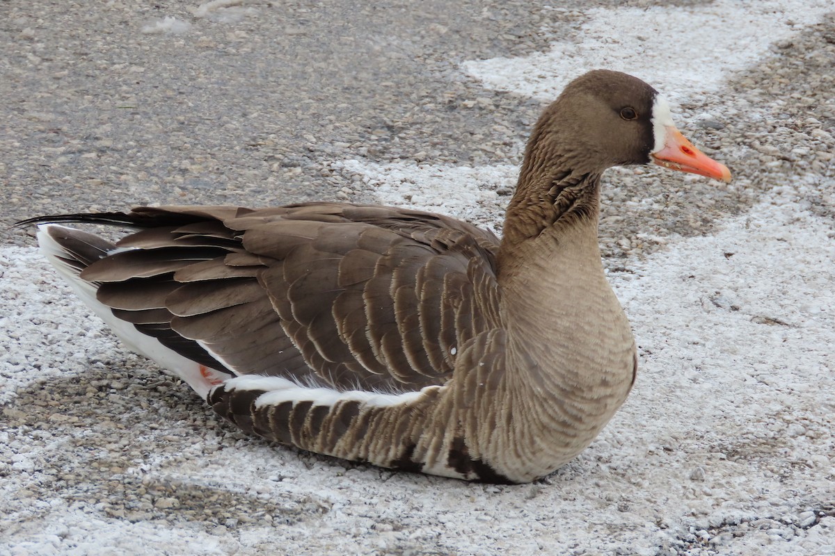 Greater White-fronted Goose - ML306458001